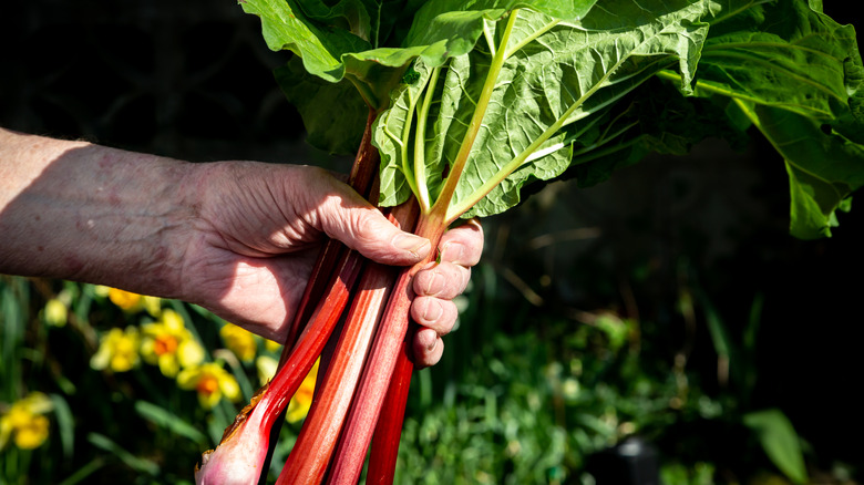 Person harvesting fresh rhubarb