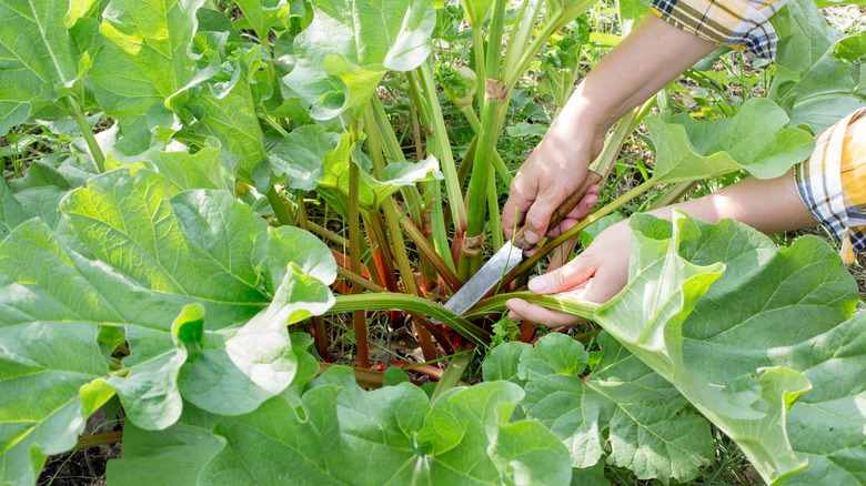 Person harvesting rhubarb in garden