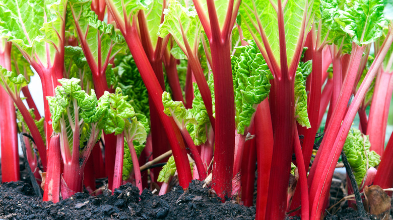 Rhubarb stems in vegetable garden