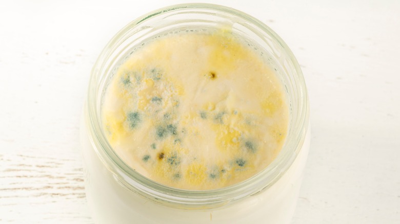 Blue mold in yogurt 