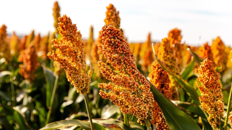 Orange sorghum plants in field