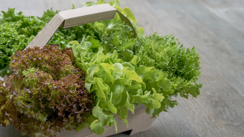 basket of frisée lettuce 