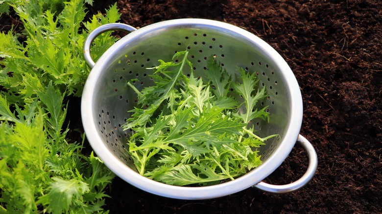 colander of Japanese mizuna