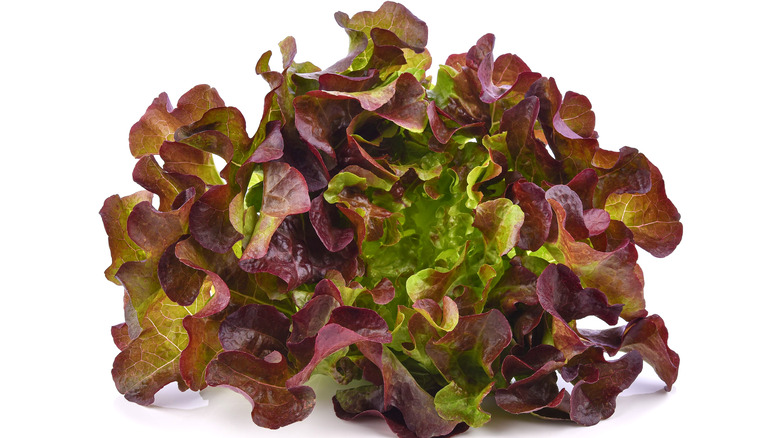 head of red lettuce