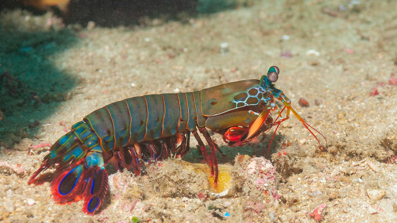 Mantis shrimp on sea floor