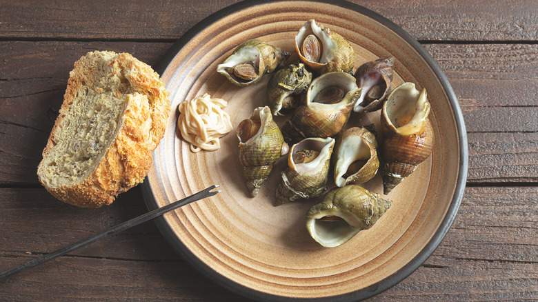 Whelk dish on table