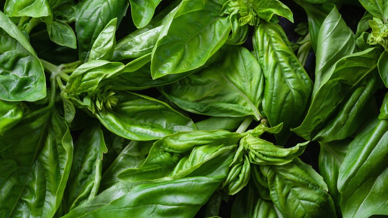 basil leaves as background