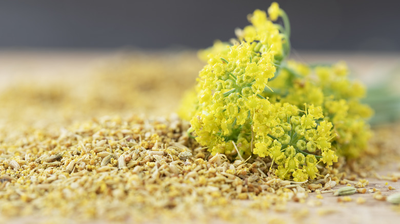 fennel pollen with yellow flowers