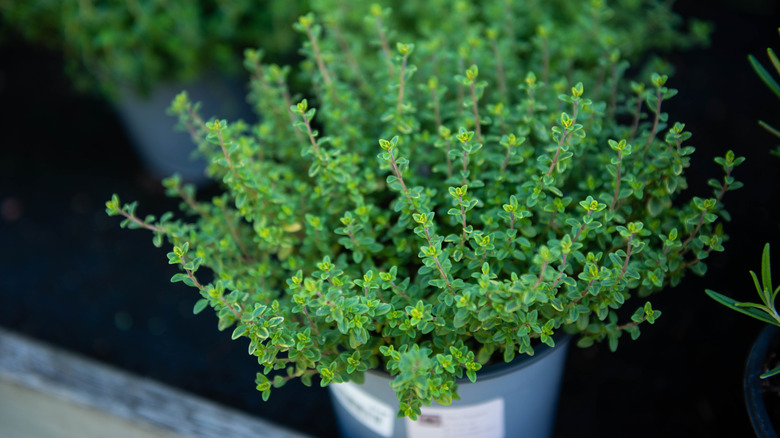 thyme plant in pot