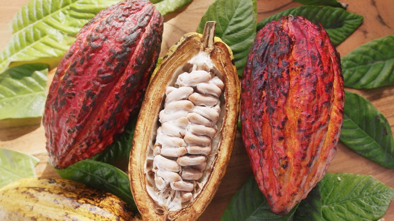 Fresh cocoa beans sliced open