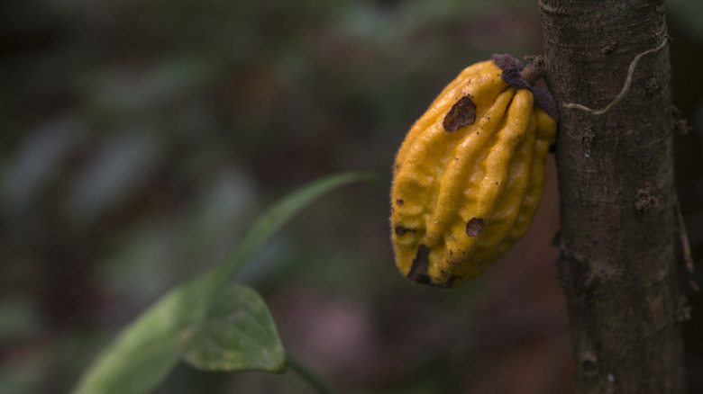 Panama chocolate bean on tree