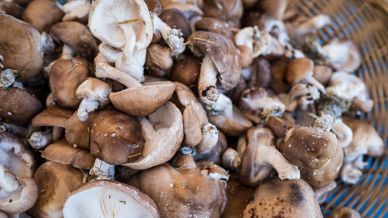 Shiitake mushrooms in bowl