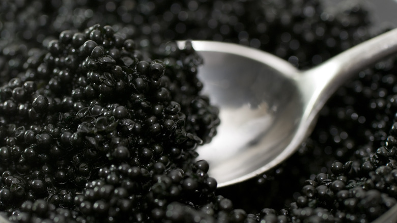 Black caviar on silver spoon