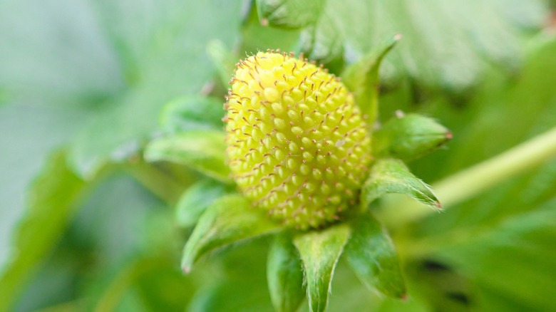 unripe yellow strawberry