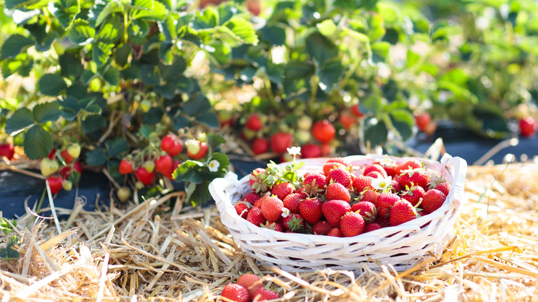 strawberries in sun