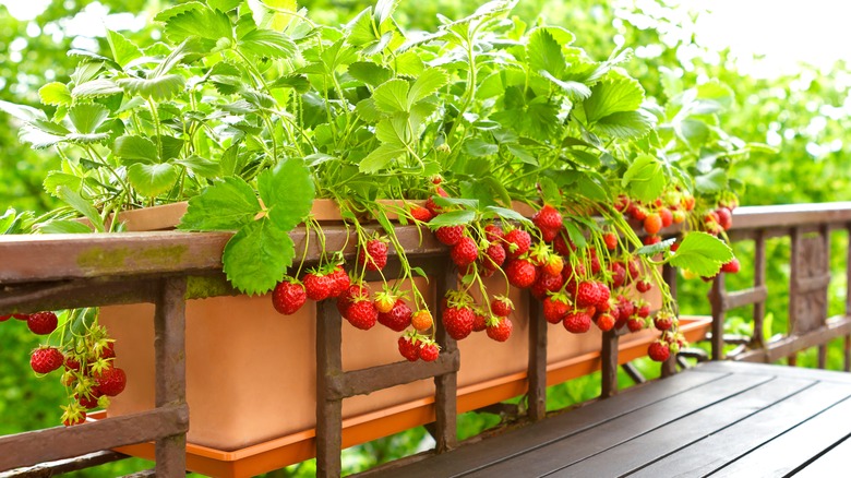 strawberries in planter