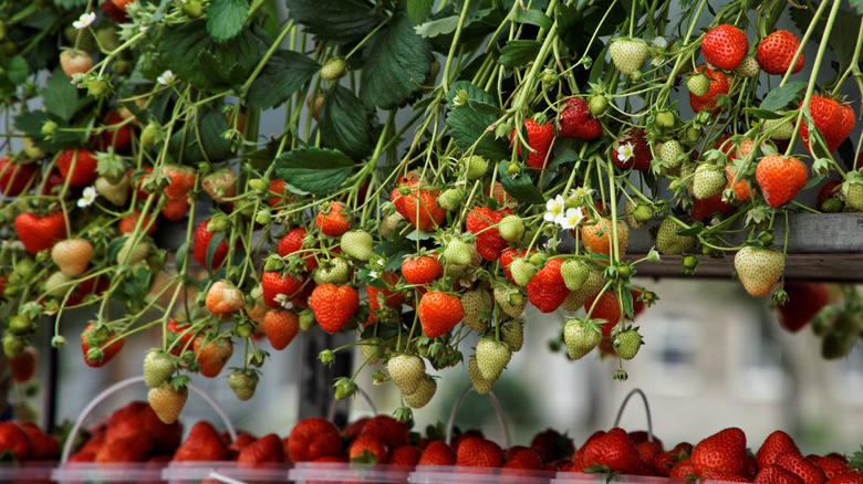 everbearing strawberry plant