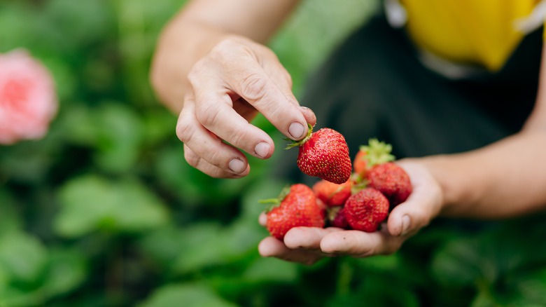 hands harvesting strawberries