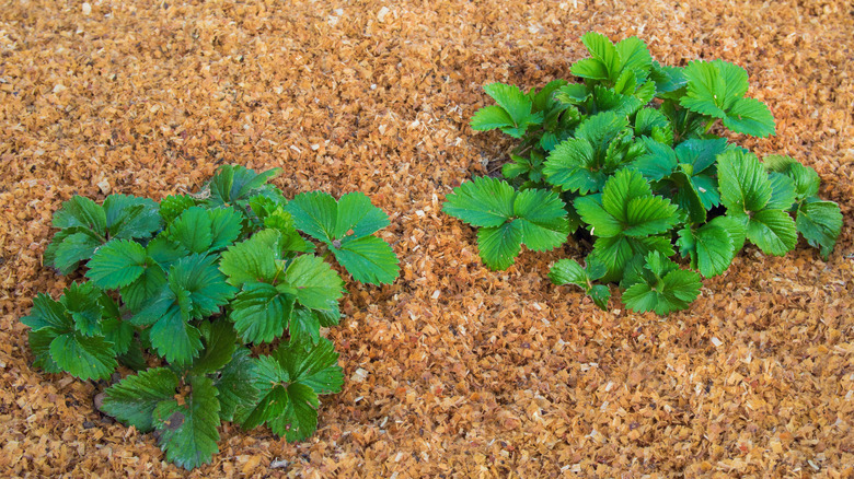 mulched strawberry plants