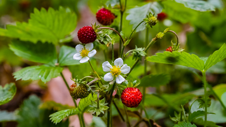 small strawberries on plant