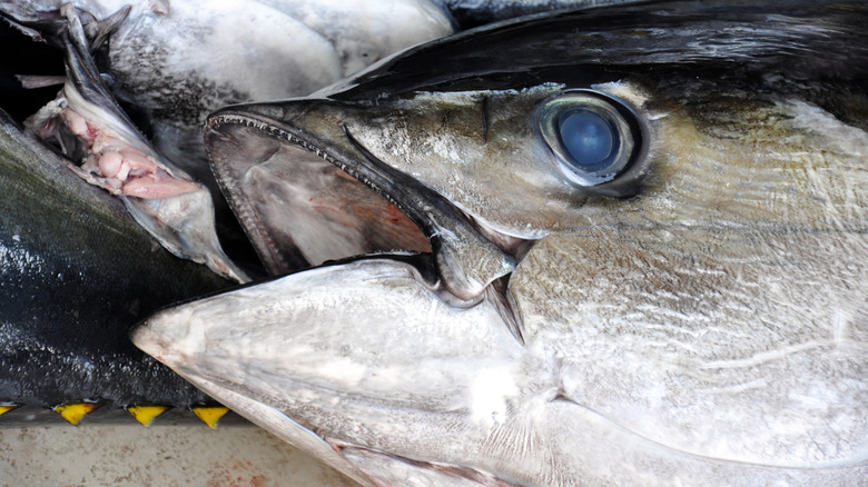 Blackfin Tuna head close up