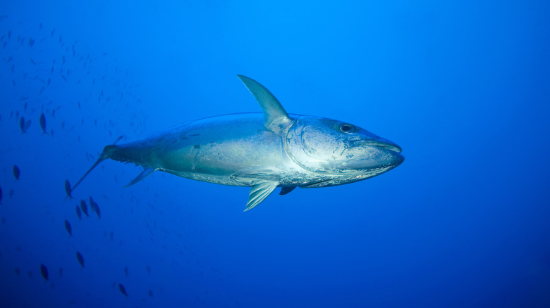 Dogtooth tuna swimming