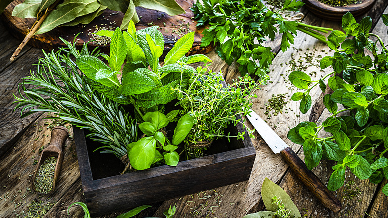 Freshly cut herb selection