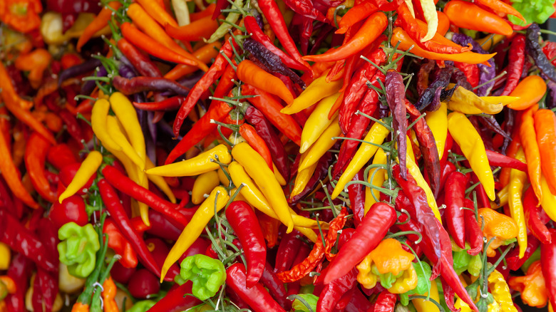 Strings of fresh colorful chilis