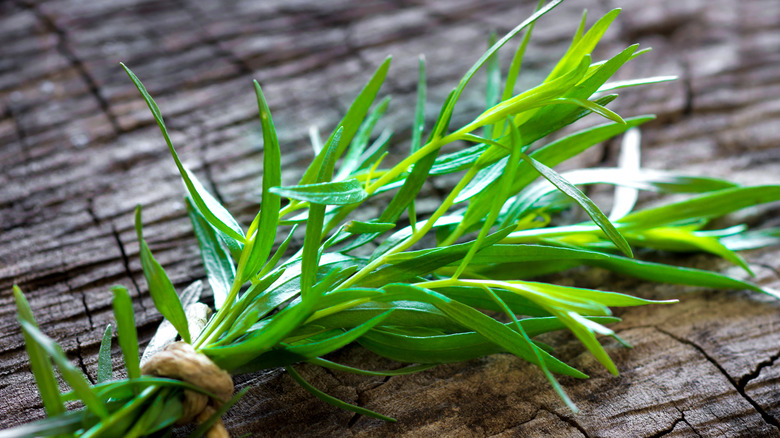 Bundle of fresh tarragon