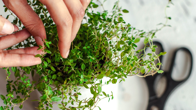 Hands caring for a thyme plant