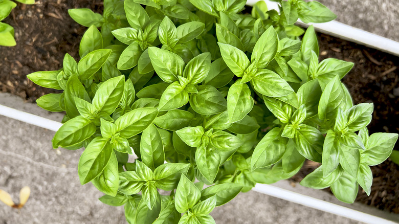 basil plant growing