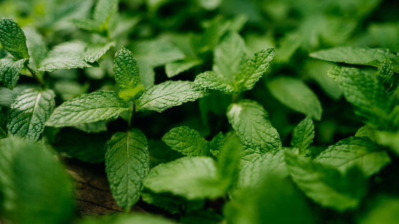 Fresh mint leaves and plant