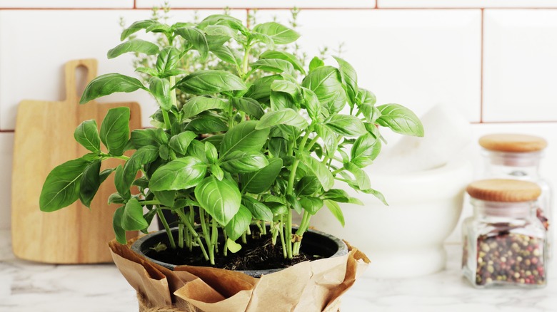 basil plant on kitchen counter