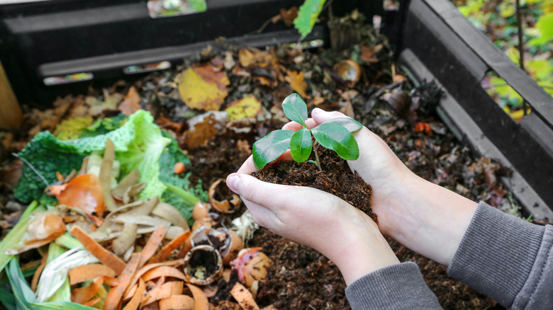 hands over compost holding plant