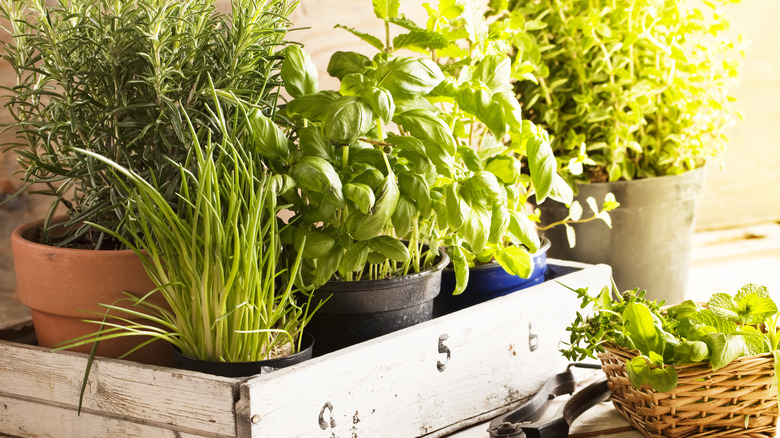 mixed herbs in pots