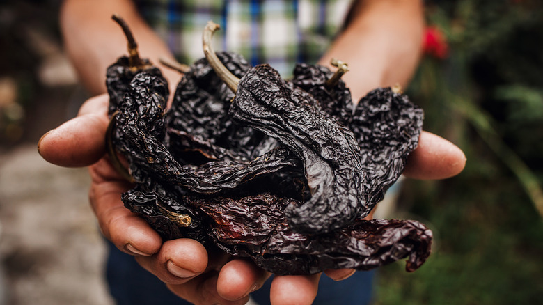 A close-up of a person holding several dry ancho chile peppers in his hands