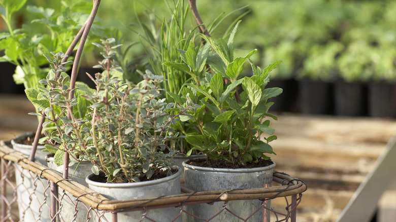 fresh herbs in containers