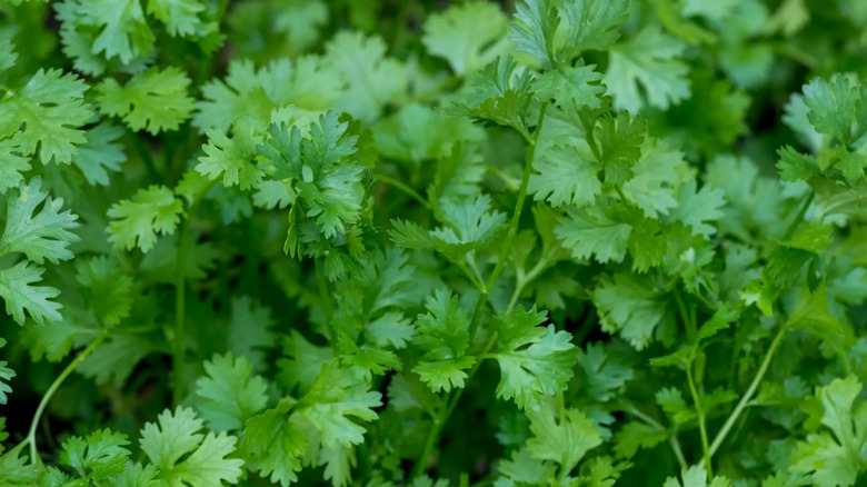 close-up photo of a bunch of fresh cilantro leaves