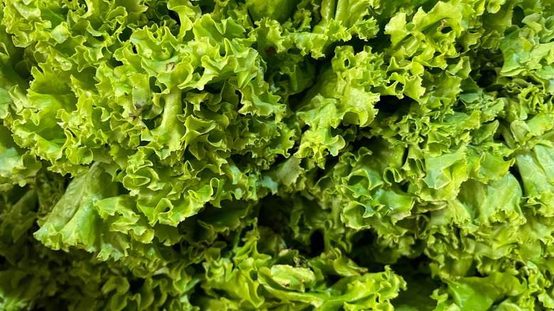 close up of a stack of green lettuce