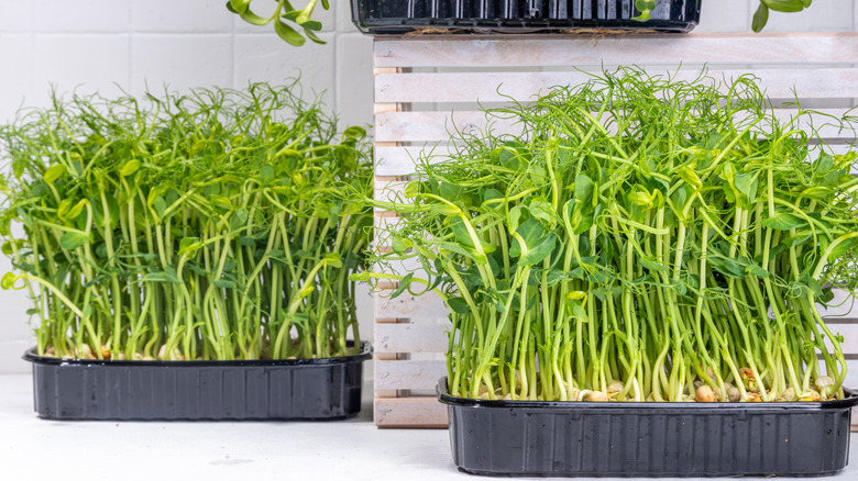 two containers containing fresh grown microgreens on white table