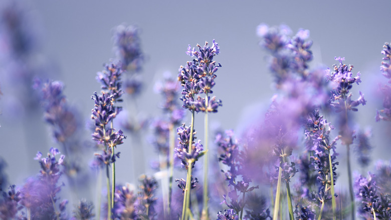 close-up of lavender