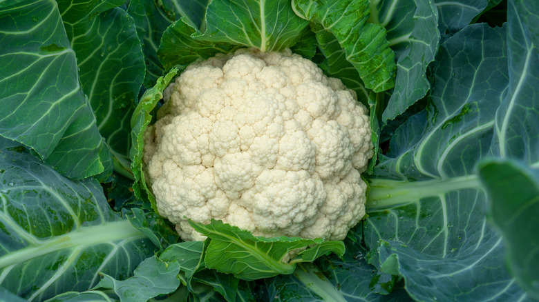 head of cauliflower