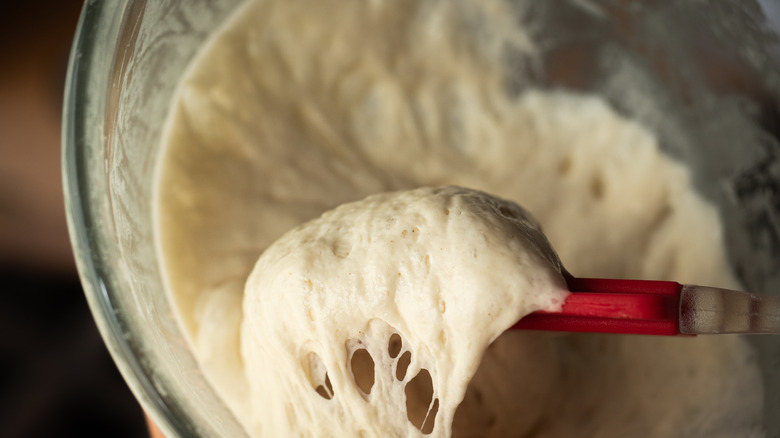 Scooping sourdough starter with spatula