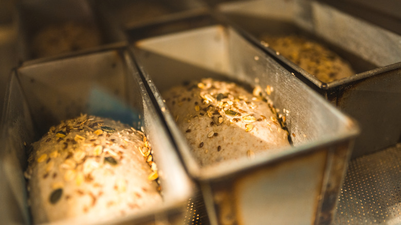 Loaves of bread proofing