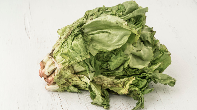 Rotting head of lettuce