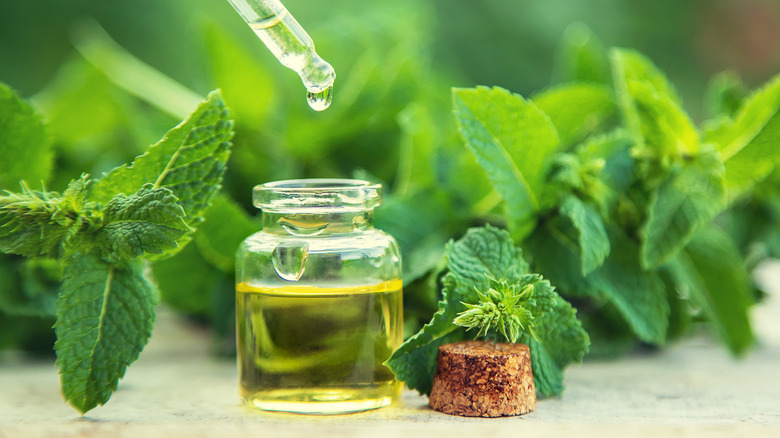 Mint leaves beside essential oil 