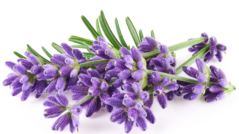 Lavender flower on white background 