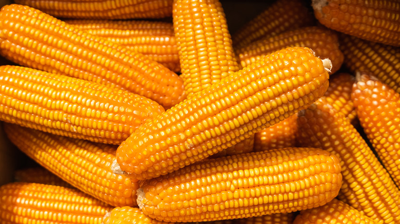 golden yellow corncobs