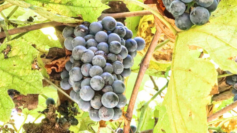 Norton grapes on vine