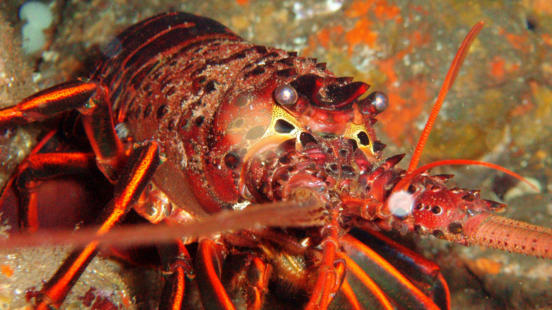 california spiny lobster